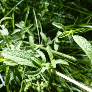 Photographie n°1967960 du taxon Stachys recta L.