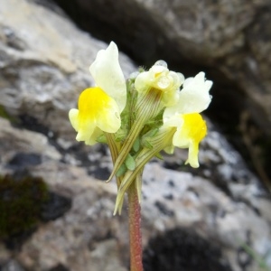 Linaria supina subsp. pyrenaica (DC.) Nyman