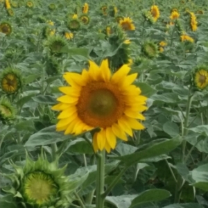 Photographie n°1969219 du taxon Helianthus annuus L. [1753]