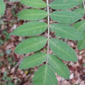 Photographie n°1969223 du taxon Sorbus domestica L. [1753]