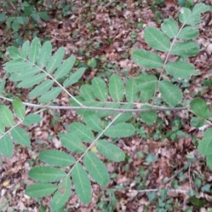 Photographie n°1969224 du taxon Sorbus domestica L. [1753]