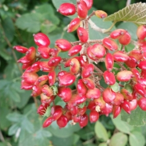 Photographie n°1969238 du taxon Viburnum lantana L. [1753]