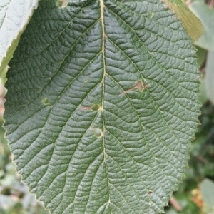 Photographie n°1969239 du taxon Viburnum lantana L. [1753]