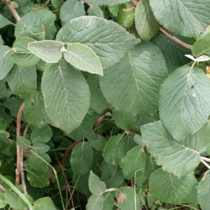 Photographie n°1969240 du taxon Viburnum lantana L. [1753]