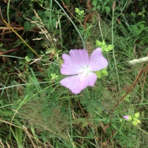 Photographie n°1969259 du taxon Malva moschata L. [1753]