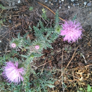 Photographie n°1969483 du taxon Cirsium acaulon (L.) Scop. [1769]