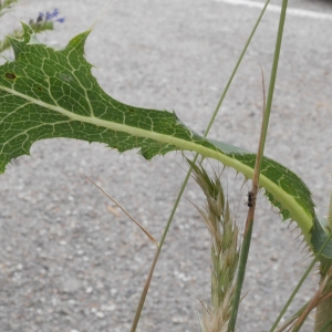 Photographie n°1969662 du taxon Lactuca serriola L. [1756]