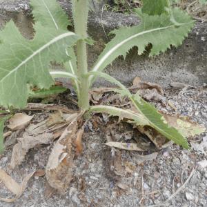 Photographie n°1969666 du taxon Lactuca serriola L. [1756]