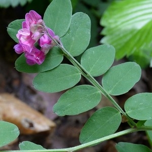 Photographie n°1969929 du taxon Lathyrus niger (L.) Bernh. [1800]