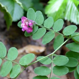 Photographie n°1969931 du taxon Lathyrus niger (L.) Bernh. [1800]