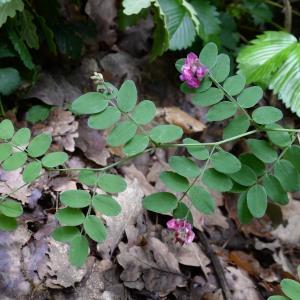 Photographie n°1969936 du taxon Lathyrus niger (L.) Bernh. [1800]