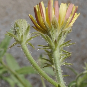 Photographie n°1970415 du taxon Picris hieracioides L. [1753]