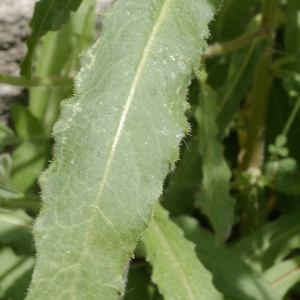 Photographie n°1970417 du taxon Picris hieracioides L. [1753]