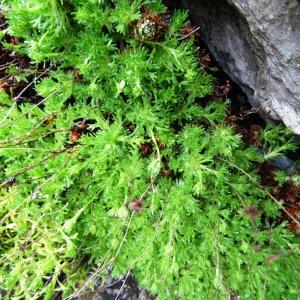 Photographie n°1970743 du taxon Saxifraga intricata Lapeyr. [1801]