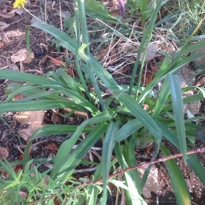 Photographie n°1971460 du taxon Hemerocallis fulva (L.) L. [1762]