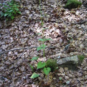 Photographie n°1971926 du taxon Phyteuma spicatum L. [1753]