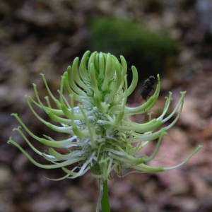 Photographie n°1971928 du taxon Phyteuma spicatum L. [1753]