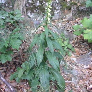 Photographie n°1971939 du taxon Digitalis lutea L. [1753]