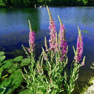 Photographie n°1971958 du taxon Lythrum salicaria L. [1753]