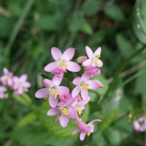 Photographie n°1972905 du taxon Centaurium erythraea Rafn [1800]