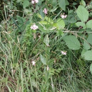 Photographie n°1972907 du taxon Centaurium erythraea Rafn [1800]