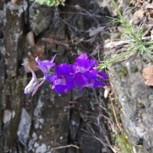 Photographie n°1972910 du taxon Delphinium ajacis L. [1753]