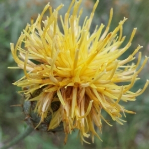 Photographie n°1973004 du taxon Centaurea collina L. [1753]