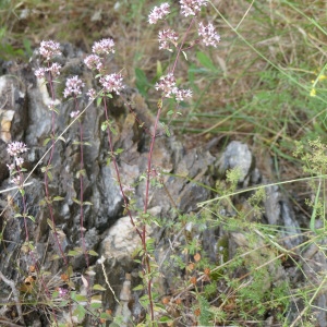 Photographie n°1973061 du taxon Origanum vulgare L. [1753]