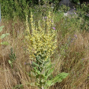 Photographie n°1973065 du taxon Verbascum L.