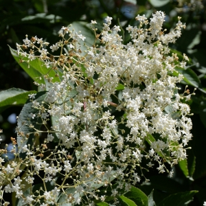 Photographie n°1973679 du taxon Sambucus nigra L. [1753]