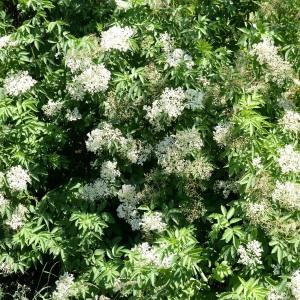 Photographie n°1973688 du taxon Sambucus nigra L. [1753]