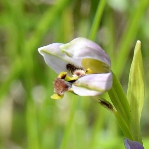Photographie n°1973699 du taxon Ophrys apifera Huds. [1762]