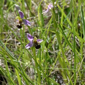 Photographie n°1973704 du taxon Ophrys apifera Huds. [1762]