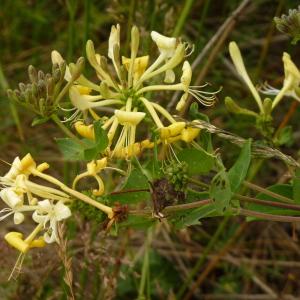 Photographie n°1973726 du taxon Lonicera periclymenum L. [1753]
