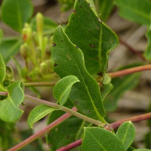Photographie n°1973727 du taxon Lonicera periclymenum L. [1753]