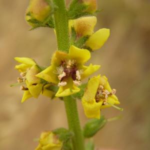 Photographie n°1973788 du taxon Verbascum virgatum Stokes [1787]