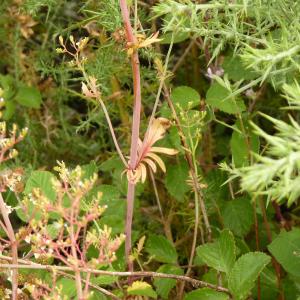 Photographie n°1973901 du taxon Centranthus calcitrapae (L.) Dufr. [1811]