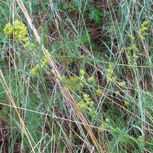 Photographie n°1974179 du taxon Galium verum L. [1753]