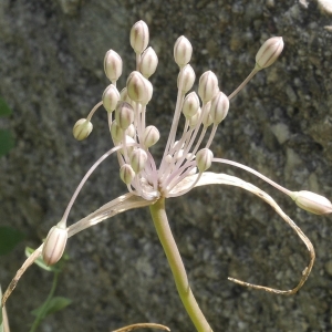 Photographie n°1975673 du taxon Allium paniculatum L. [1759]