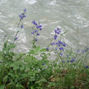 Photographie n°1976650 du taxon Campanula rhomboidalis L. [1753]