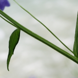 Photographie n°1976654 du taxon Campanula rhomboidalis L. [1753]