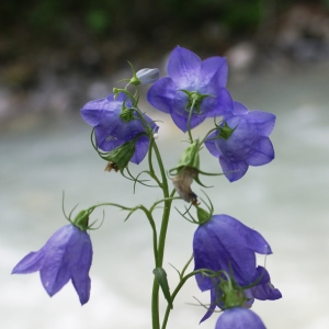 Photographie n°1976660 du taxon Campanula rhomboidalis L. [1753]