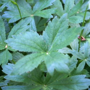 Photographie n°1976692 du taxon Astrantia major L. [1753]