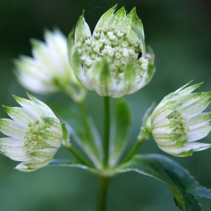 Photographie n°1976695 du taxon Astrantia major L. [1753]