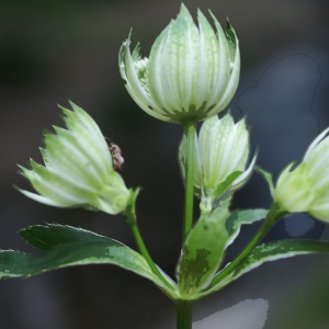 Photographie n°1976701 du taxon Astrantia major L. [1753]