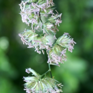 Photographie n°1976708 du taxon Dactylis glomerata L. [1753]