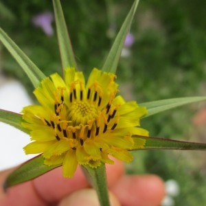 Photographie n°1977021 du taxon Tragopogon pratensis L.