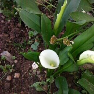 Photographie n°1977297 du taxon Zantedeschia aethiopica (L.) Spreng. [1826]