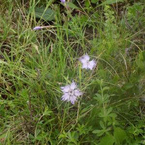 Photographie n°1978397 du taxon Dianthus hyssopifolius L. [1755]