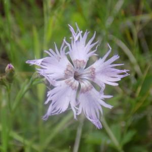 Photographie n°1978398 du taxon Dianthus hyssopifolius L. [1755]